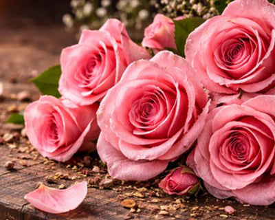 Rose