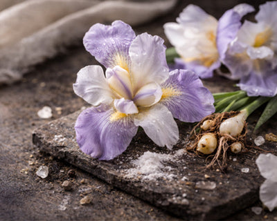 Iris