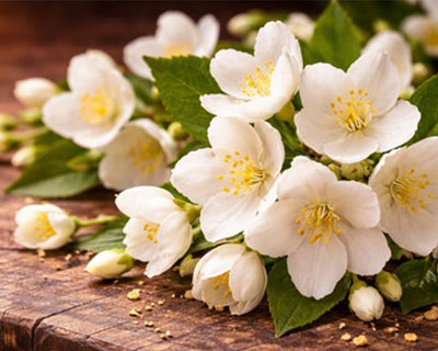 Jasmine