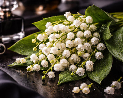 Lily of the Valley