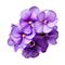 Top
Violet Leaf