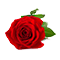 Middle 
Rose