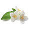 Middle
Jasmine