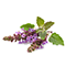 Base
Patchouli