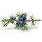 Middle
Juniper Berries