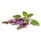 Base
Patchouli