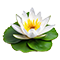 Middle
Water Lily