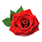 Middle 
Turkish Rose